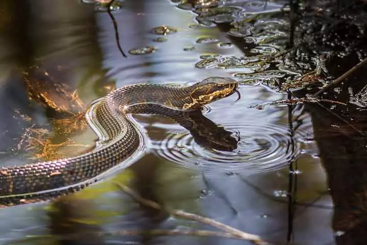 Facts about water moccasin snake, for kids