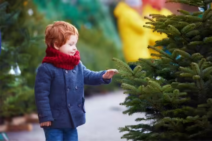 Go For Christmas Tree Shopping