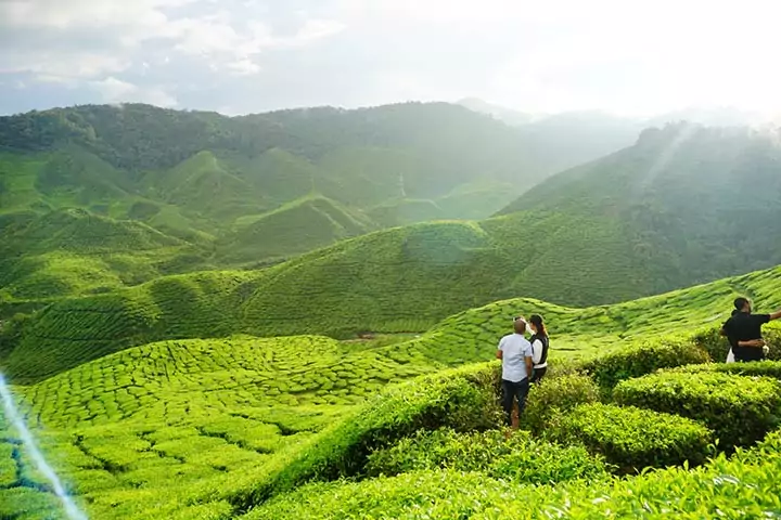 Stroll Through The Tea Gardens Of Munnar