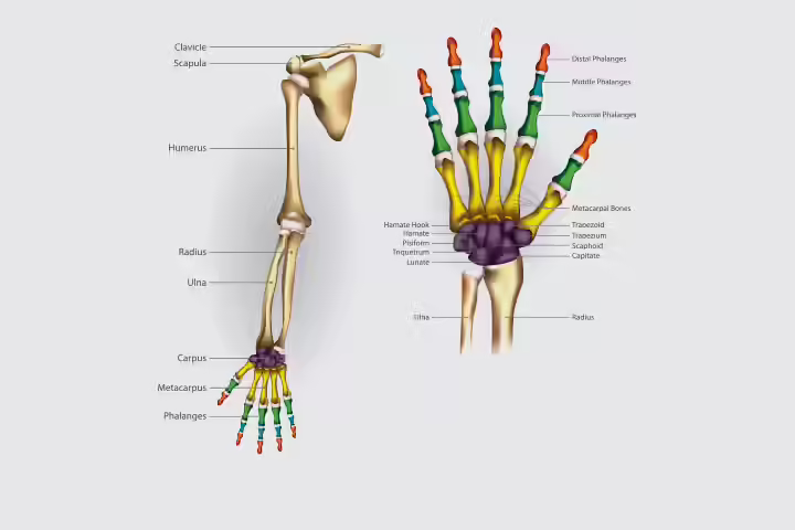 Arms and hands bones in children Arms and hands bones in children
