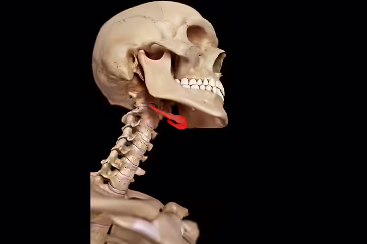 Hyoid bone in children Hyoid bone in children