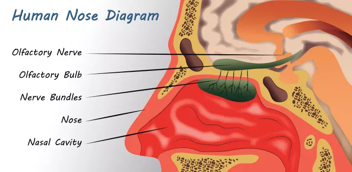 Parts of the nose diagram for kids