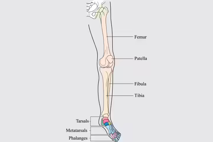 Pelvic and leg bones in children Pelvic and leg bones in children