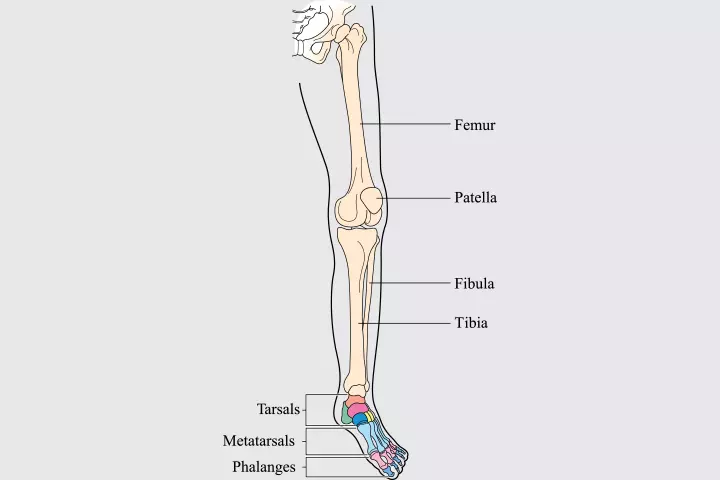 Pelvic and leg bones in children