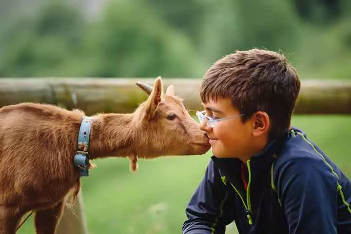 Petting farm passes as experience gift for kids