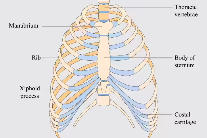 Rib and sternum bones in children Rib and sternum bones in children
