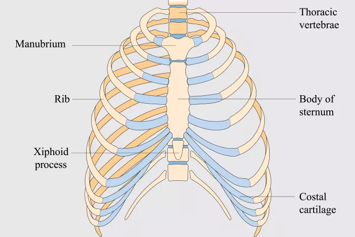 Rib and sternum bones in children