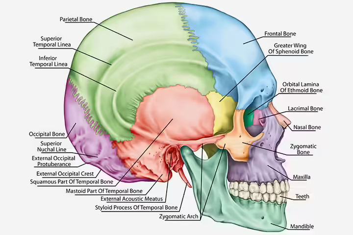 Skull structure for children Skull structure for children