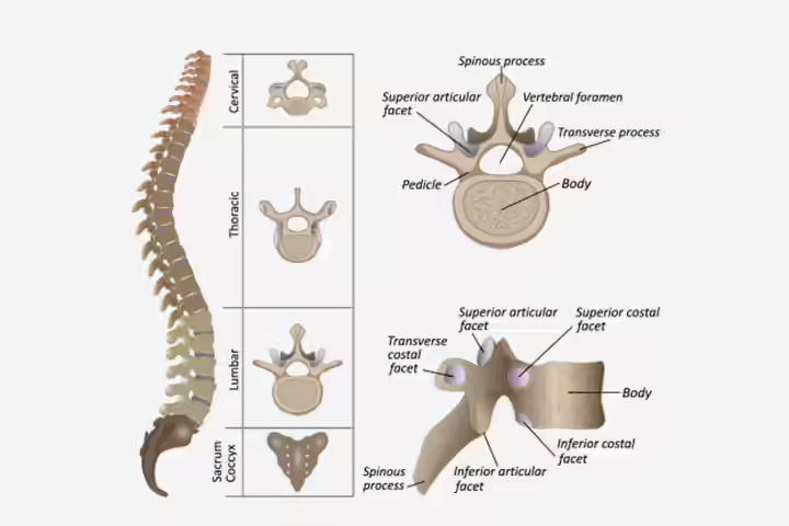 Backbone in children Backbone in children