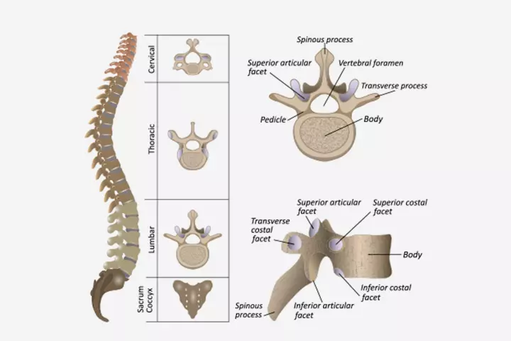 Backbone in children