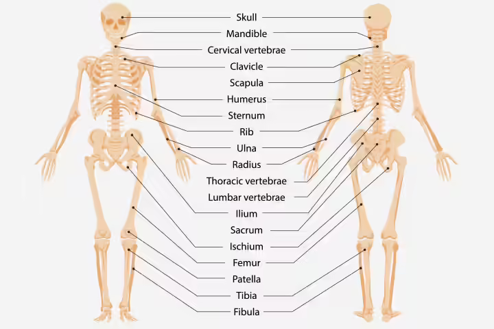 Skeletal system for children Skeletal system for children