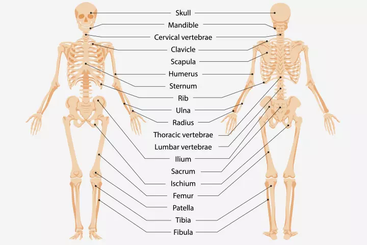 Skeletal system for children