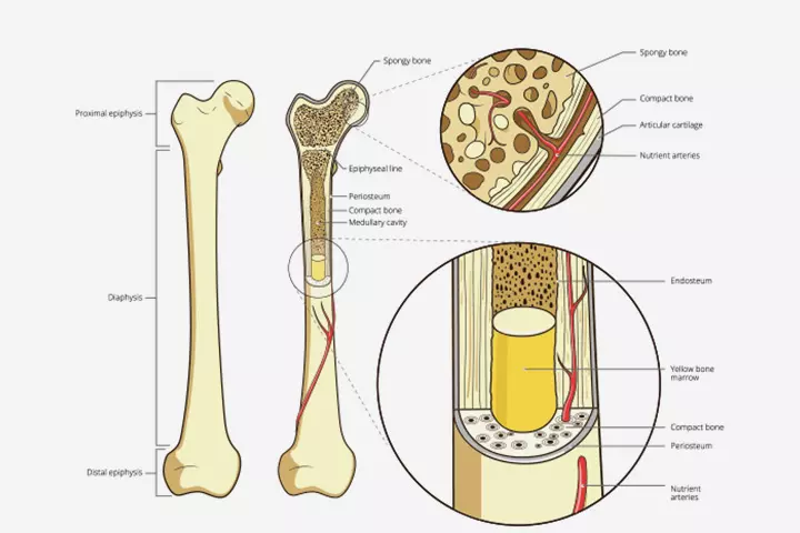 Types, structure, and layers of the bones in children