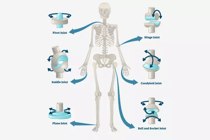 Several types of movable joints in children