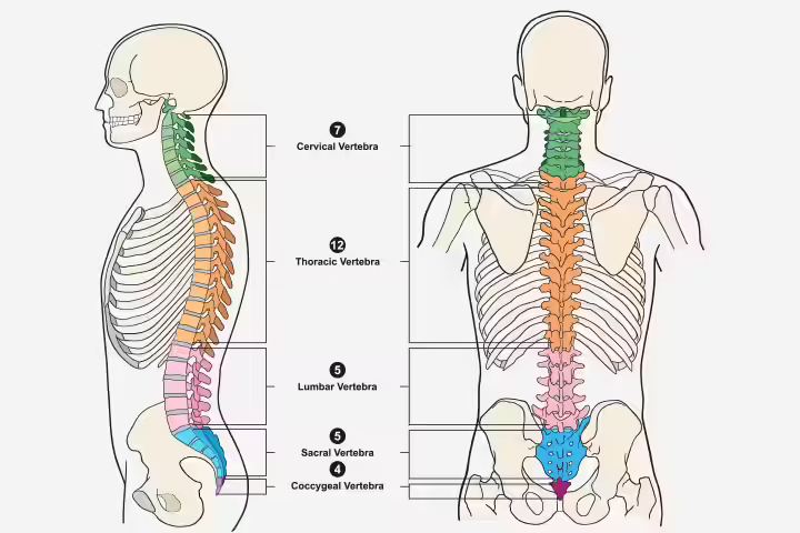 Different types of vertebrea in children Different types of vertebrea in children