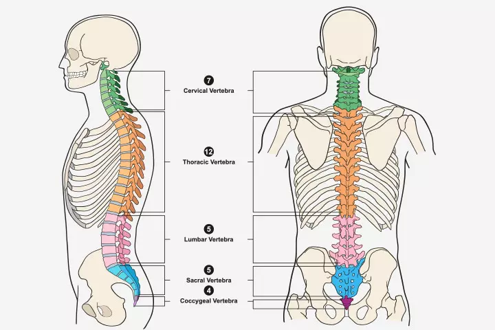 Different types of vertebrea in children