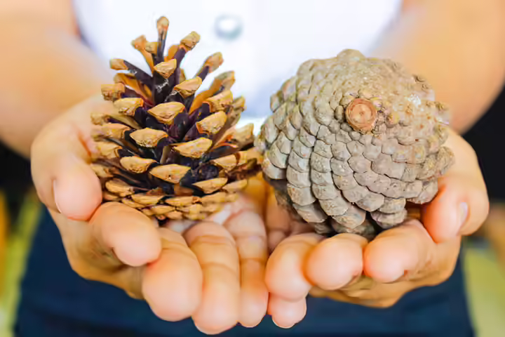 Pinecone weather station activity for kids Pinecone weather station activity for kids