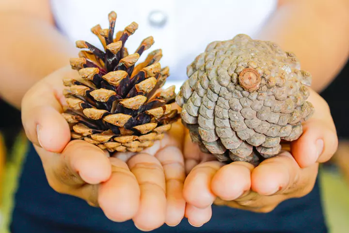 Pinecone weather station activity for kids