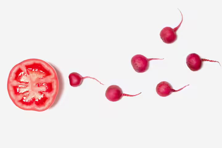 Tomatos