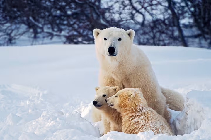 polar bears