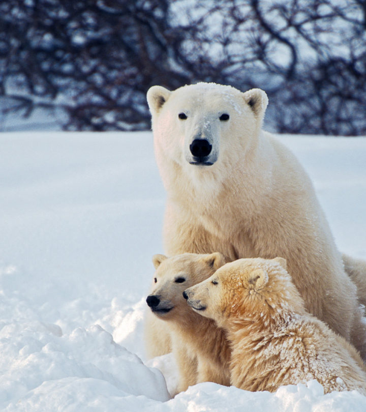 polar bears