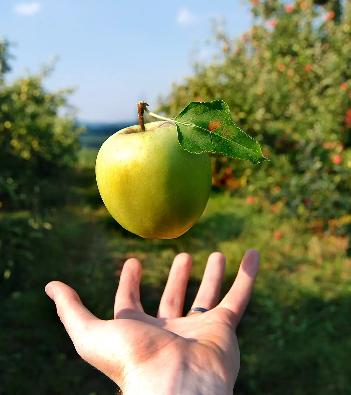 The fall of an apple on Sir Albert Einstein's head inspired him to discover gravity.