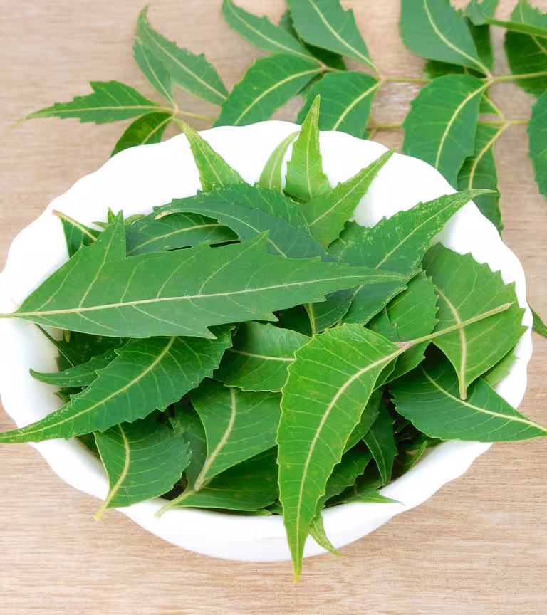 Neem During Pregnancy In Hindi
