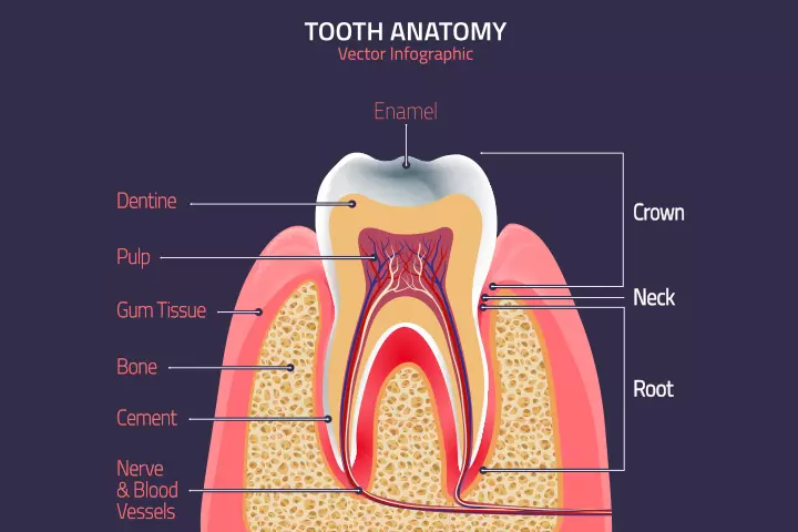 Teeth anatomy for kids