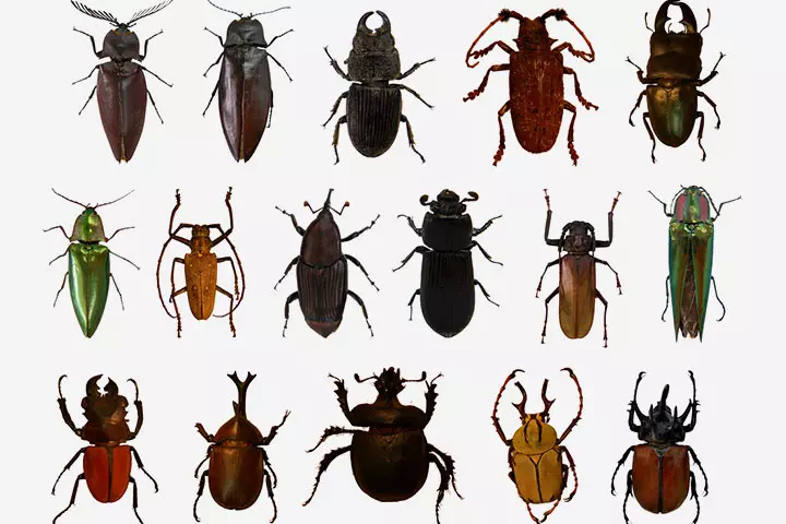 The beetle order, insects for kids,