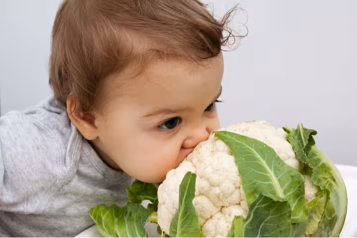 baby-trying-bite-cauliflower-diet-proper-1638149491