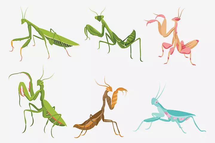 Mantis and cockroach order, insects for kids