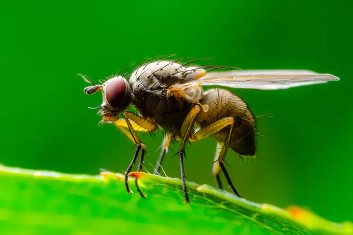 True fly order, insects for kids