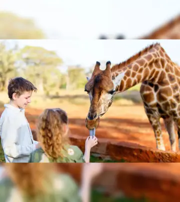 Giraffes are known to have the same number of teeth as we humans.