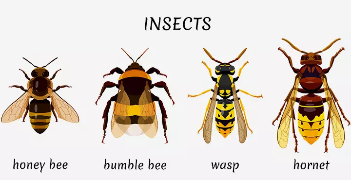 And, bee and wasp order, insects for kids