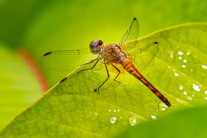 Dragonfly order, insects for kids