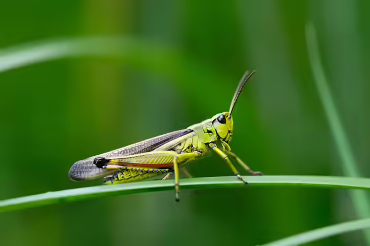 Grasshopper order, insects for kids