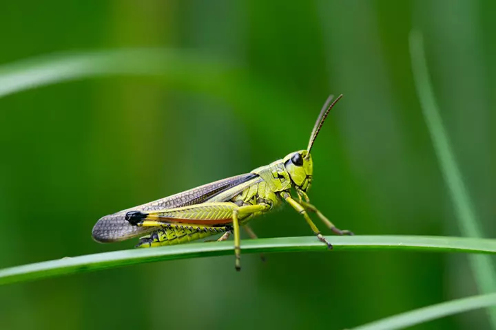 Grasshopper order, insects for kids