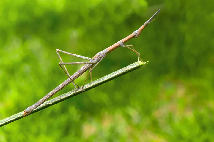 Stick and leaf insect order, insects for kids