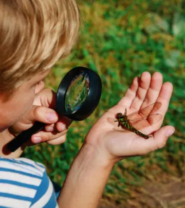 Information on insects is as vast and exciting as their population and variety on earth.