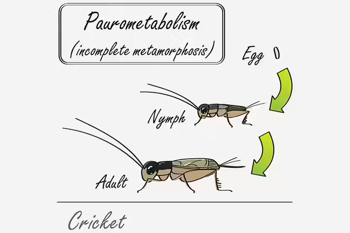 Characteristics of insects, incomplete metamorphosis, insects for kids