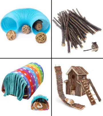 Bring home tunnels, tunnel beds, chew toys, and more for your cuddly creature.