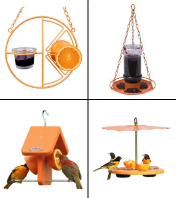 Feeding your little birdie friends is now easy.