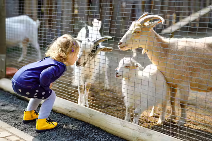 Animal scavenger hunt for toddlers Animal scavenger hunt for toddlers