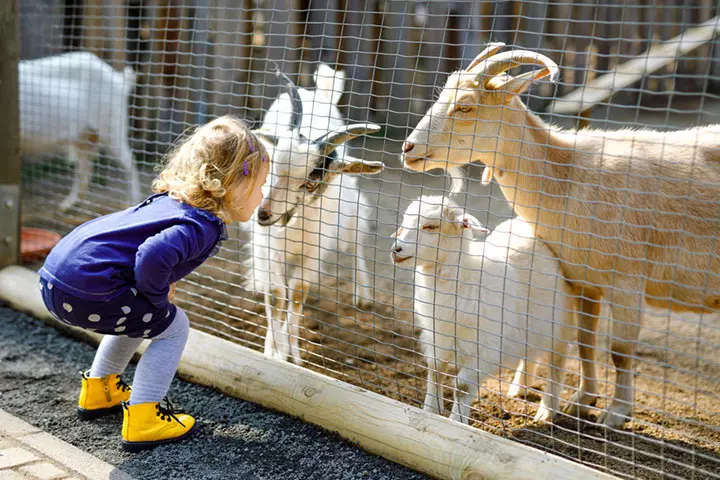 Animal scavenger hunt for toddlers