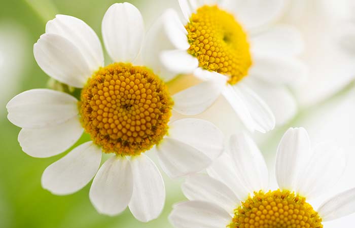 13-Best-Flowers-for-Skin-Care-in-Hindi