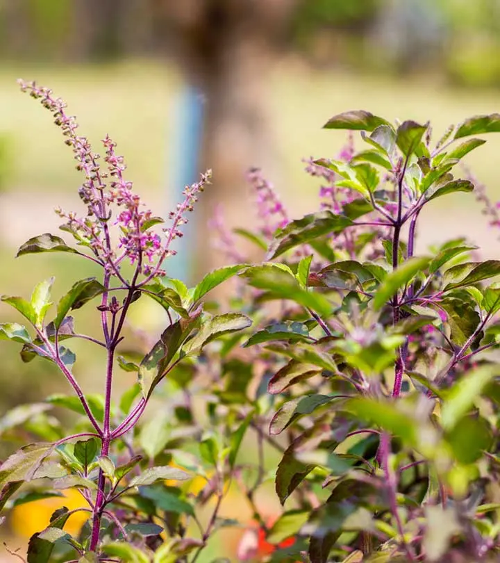 त्वचा के लिए तुलसी के फायदे – 5 Benefits Of Basil Leaves (Tulsi) For Skin in Hindi_image