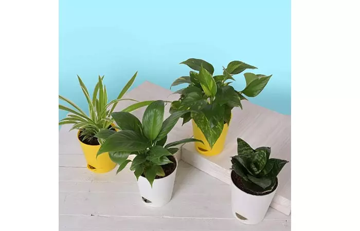 Air purifying plant