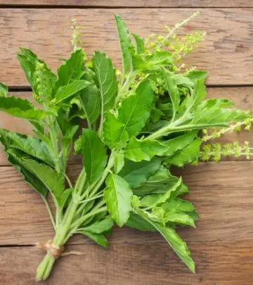 तुलसी के पत्ते के 17 फायदे, उपयोग और नुकसान – All About Basil Leaves in Hindi_image