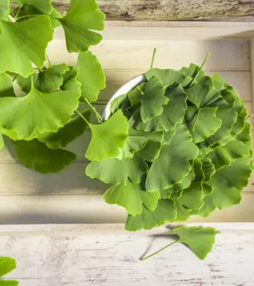 गिंको बाइलोबा (जिन्‍कगो) के फायदे, उपयोग और नुकसान – All About Ginkgo Biloba in Hindi_image