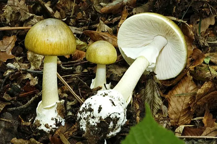 Amanita Phalloides Mushroom